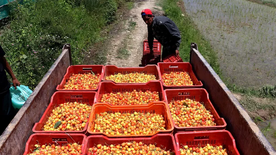 Cherry picking gains pace in Ganderbal amid price concerns