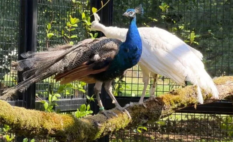 India donates five peacocks to UN Geneva, reviving decades-old tradition