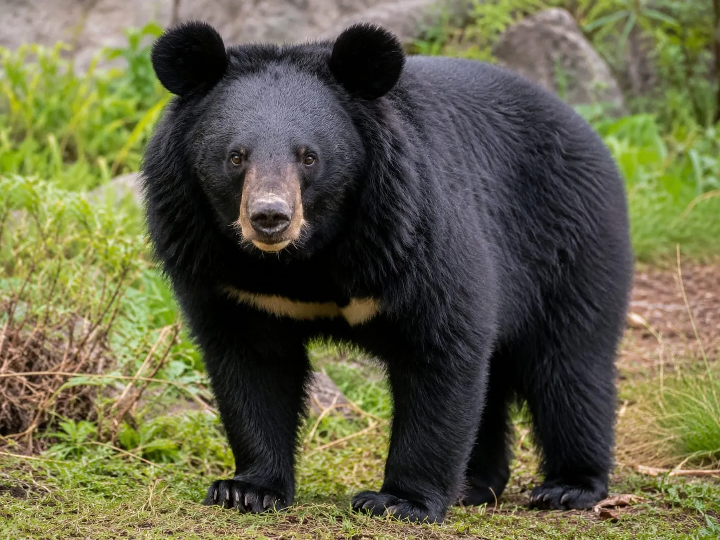 Black bears captured in Kulgam village, one released into wild