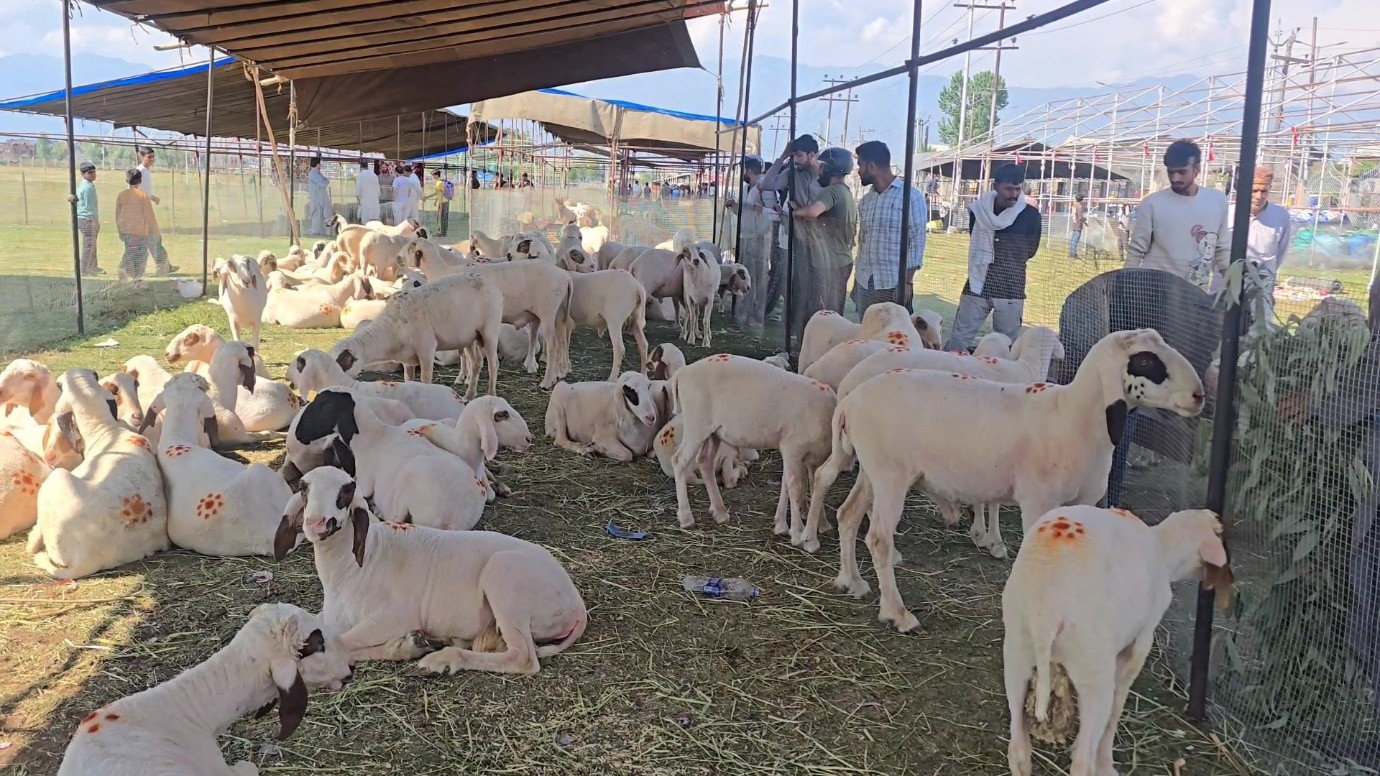 Historic Eidgah Srinagar comes alive with sacrificial animals ahead of Eid-ul-Adha