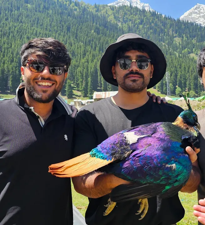 Mountaineer from north Kashmir rescues injured Himalayan Monal in Sonamarg