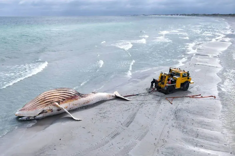 Dead humpback whale brought to shore in Denmark with autopsy set next week