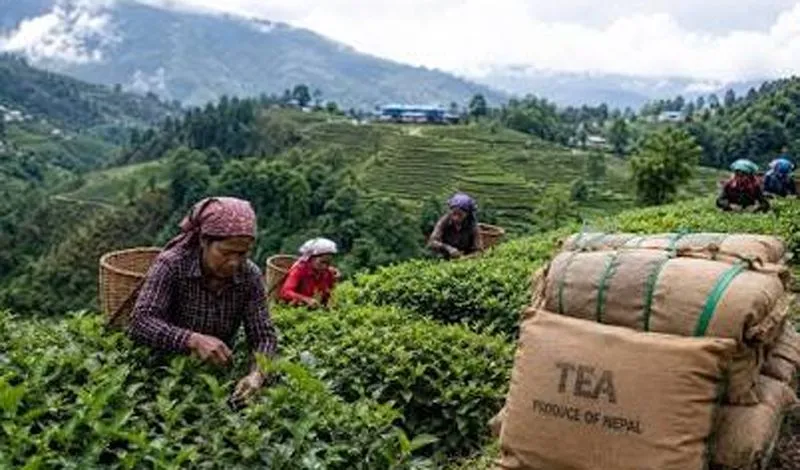 Nepal looks to improve quality, explore new markets after India tightened tea import procedures